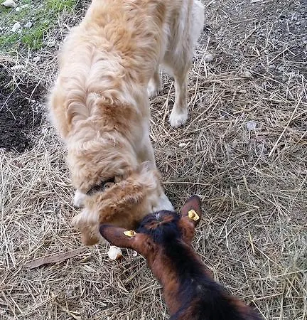 Agroturismo Teglbauernhof, Hütte, Chalet, Mobilheim, Appartement, Ferienwohnung, Pension, Urlaub *